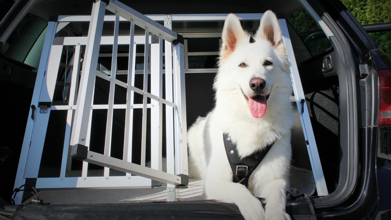 White dog in car's boot and cage