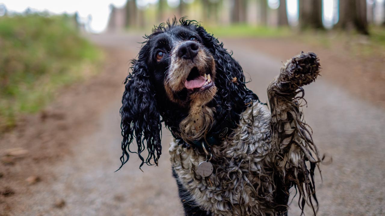 Muddy dog holding its paw up