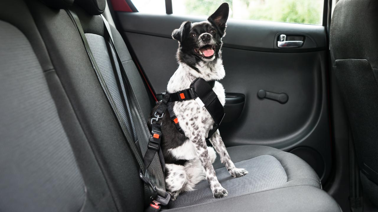 Black and white dog sitting in the back of a car