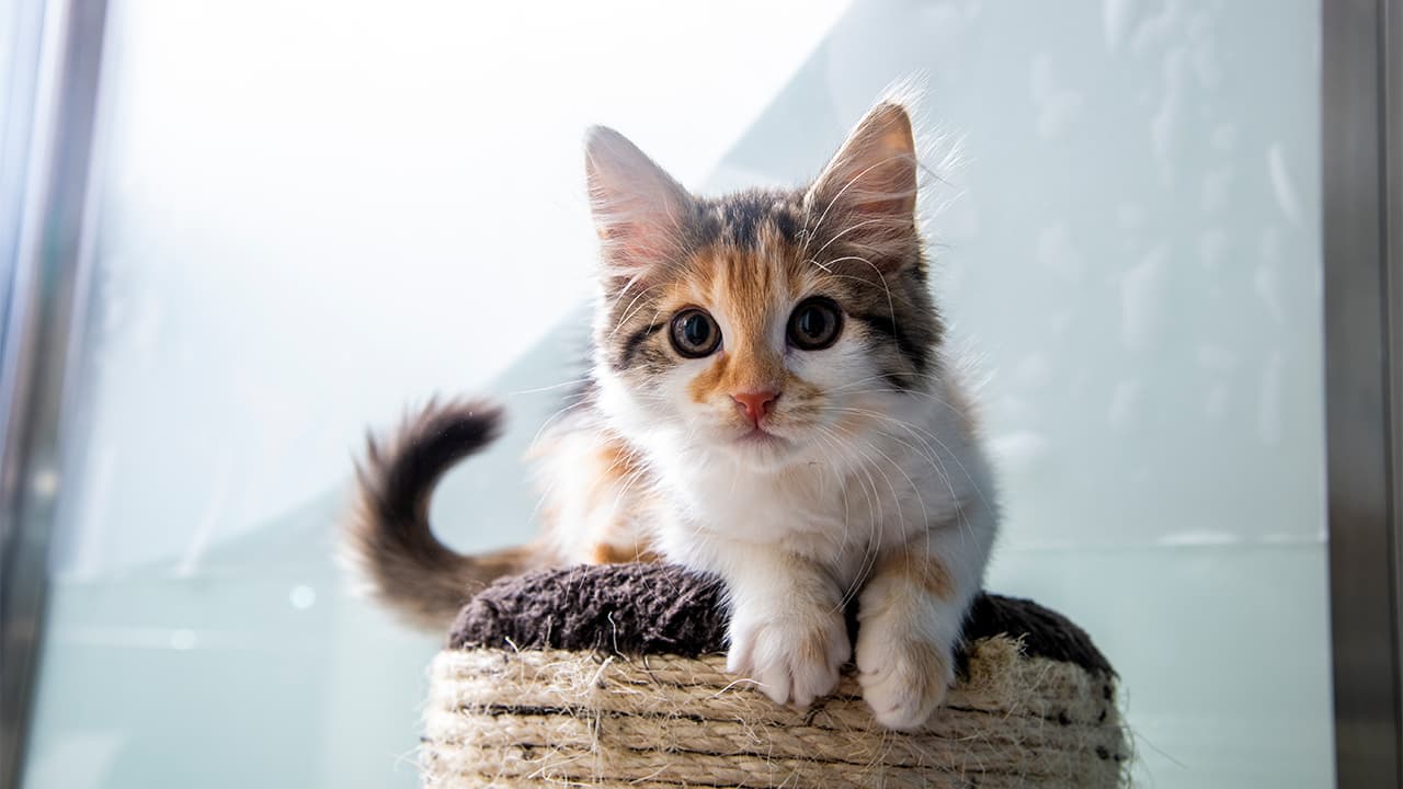 Small cat sitting on top of a basket next to a window