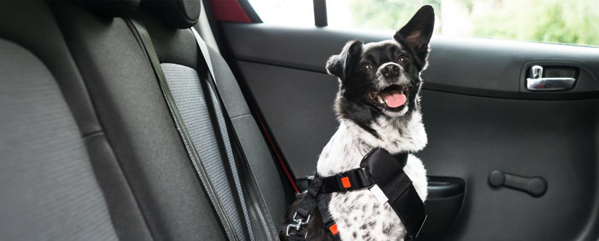 White and black dog sitting in the backseat of a car