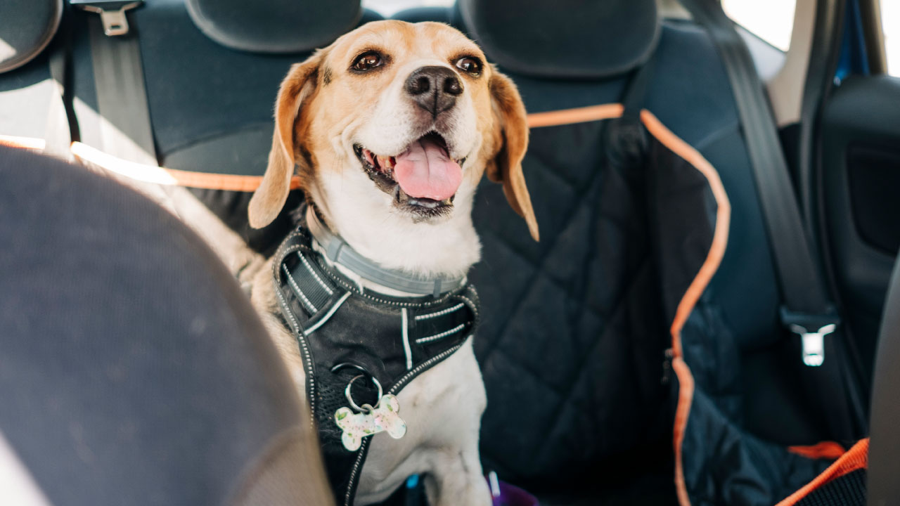 Orange and white dog sitting in the backseat of a car