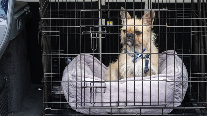 Close up of a small dog sitting in a dog crate in a car boot