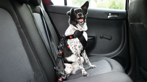 Young dog sitting in the back of a car, wearing a harness