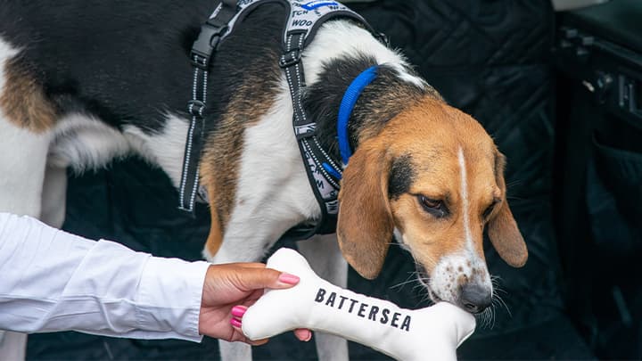 Young dog chewing on a Battersea branded chew toy, whilst in the boot of a car
