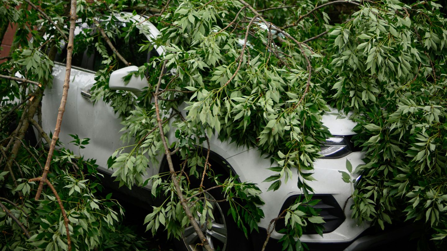 Tree felt on white car