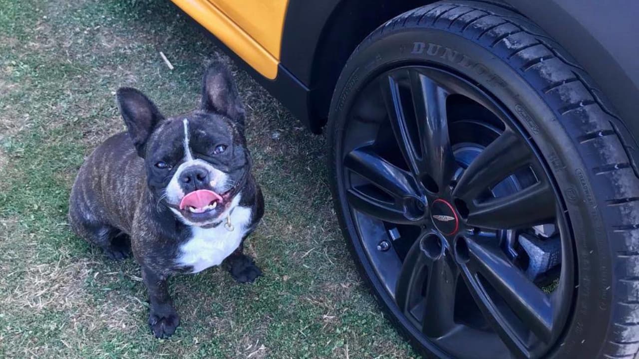 Frenchie standing next to a MINI alloy wheel