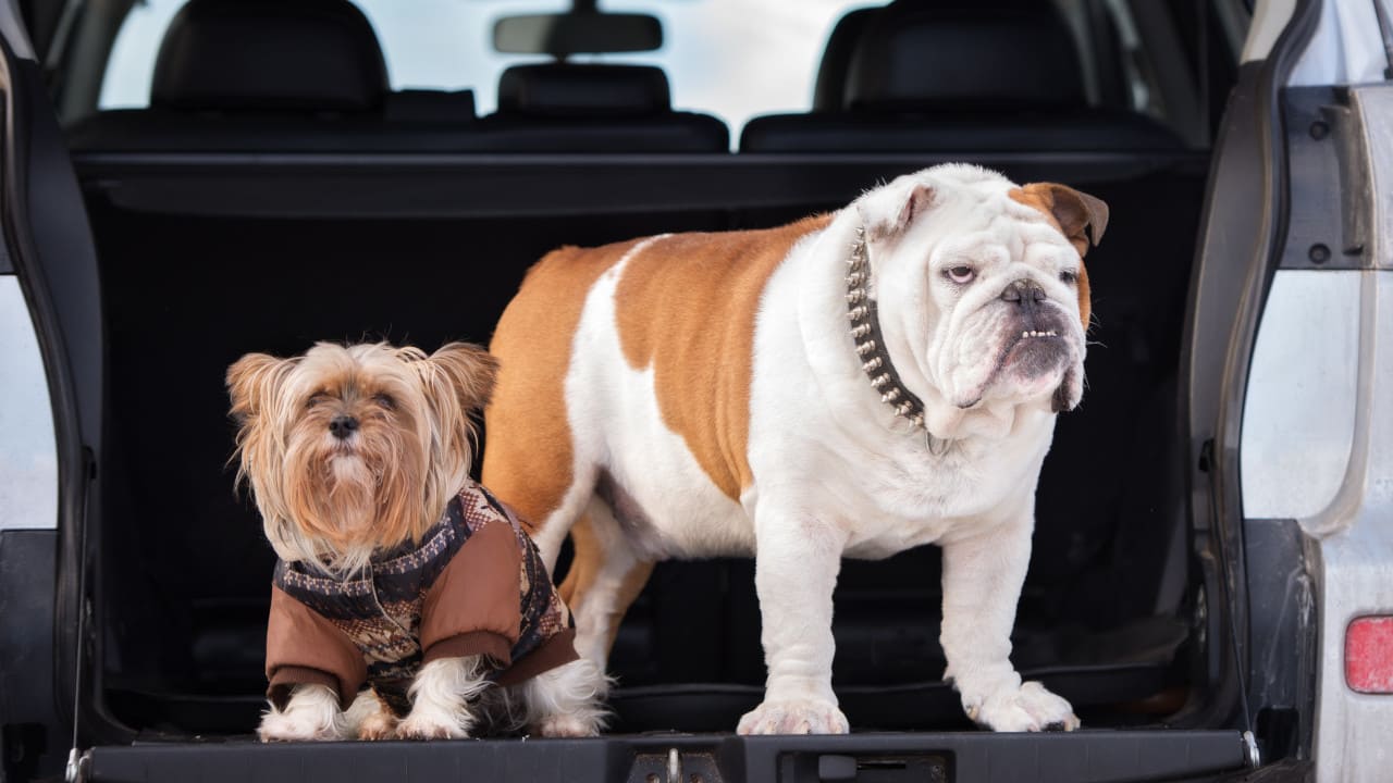 Dogs in Car