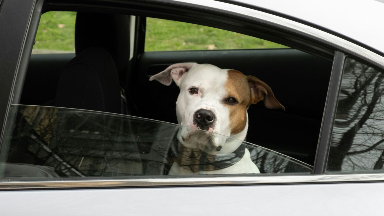 Dog inside of a vehicle looking out the window