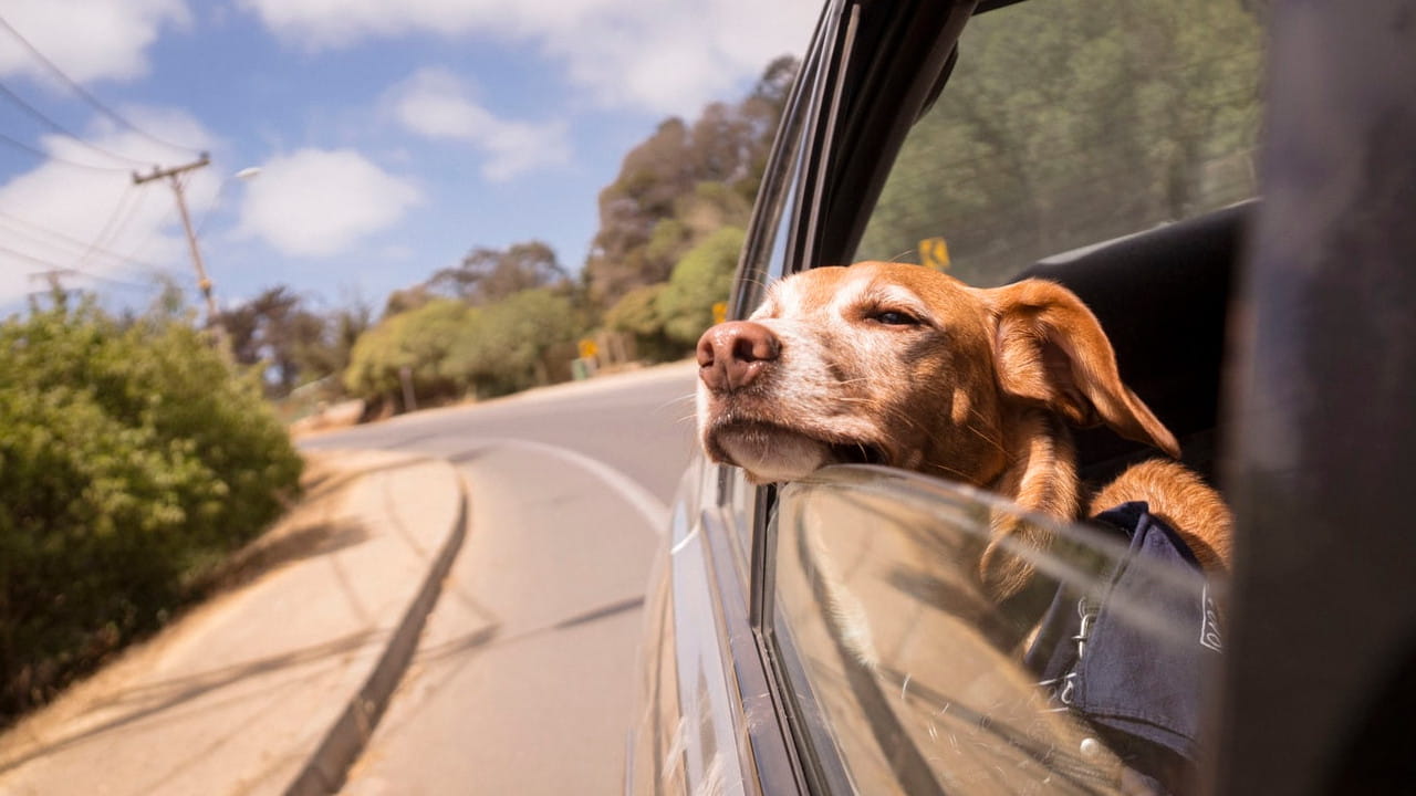 Dog Poking Out the Window